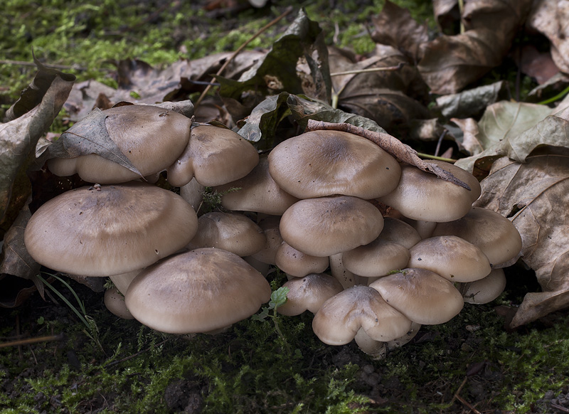 Lyophyllum fumosum